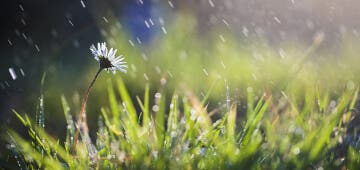 Rain on grass